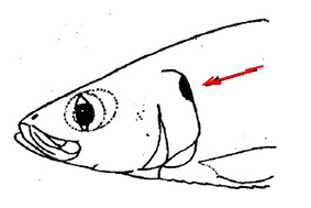 Sardinella aurita_claves.jpg